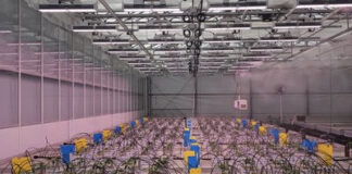 FOHSE, Innexo Partner on Cannabis Cultivation Research unnamed (6)