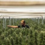 Raw Garden Acquires Cannabis Brand California Love Raw Garden cannabis grow