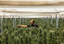 Raw Garden Acquires Cannabis Brand California Love Raw Garden cannabis grow