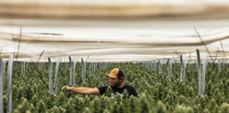 Raw Garden Acquires Cannabis Brand California Love Raw Garden cannabis grow