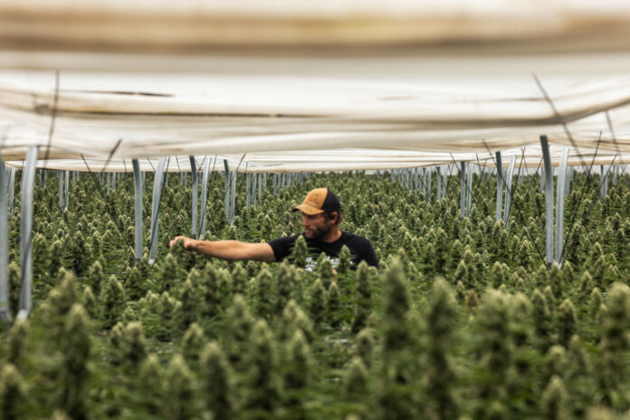 Raw Garden cannabis grow