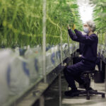 How to Identify and Fix Nutrient Deficiencies in Cannabis Plants Cannabis cultivation technician inspecting mature plants in a controlled grow room.