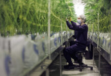How to Identify and Fix Nutrient Deficiencies in Cannabis Plants Cannabis cultivation technician inspecting mature plants in a controlled grow room.