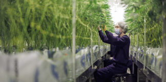 How to Identify and Fix Nutrient Deficiencies in Cannabis Plants Cannabis cultivation technician inspecting mature plants in a controlled grow room.