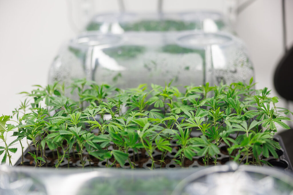Young cannabis seedlings developing in propagation trays under humidity domes, highlighting early-stage cultivation techniques for preserving terpene integrity.