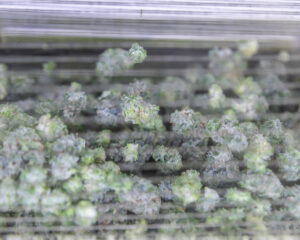 Close-up of cannabis buds inside Mobius M108S trimming tumbler, showing gentle automated processing.