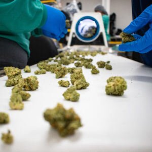 Cannabis flower buds on outfeed conveyor after dry trim using Mobius automation system.