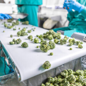 Fresh cannabis buds on conveyor during wet trim with Mobius automated trimmer.
