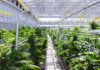 How to Find Your Real Cost of Cannabis Cultivation Rows of mature cannabis plants growing in a bright commercial greenhouse with trellising and overhead climate-control equipment.