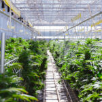 How to Find Your Real Cost of Cannabis Cultivation Rows of mature cannabis plants growing in a bright commercial greenhouse with trellising and overhead climate-control equipment.
