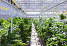 How to Find Your Real Cost of Cannabis Cultivation Rows of mature cannabis plants growing in a bright commercial greenhouse with trellising and overhead climate-control equipment.