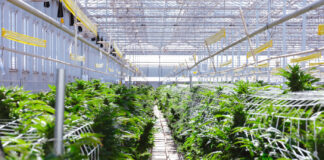 How to Find Your Real Cost of Cannabis Cultivation Rows of mature cannabis plants growing in a bright commercial greenhouse with trellising and overhead climate-control equipment.