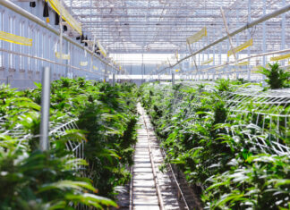 How to Find Your Real Cost of Cannabis Cultivation Rows of mature cannabis plants growing in a bright commercial greenhouse with trellising and overhead climate-control equipment.