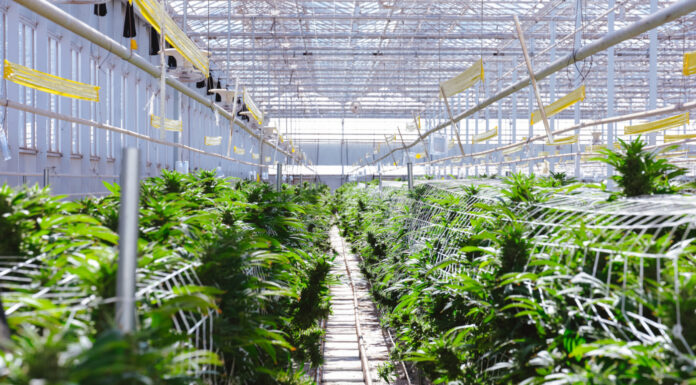 How to Find Your Real Cost of Cannabis Cultivation Rows of mature cannabis plants growing in a bright commercial greenhouse with trellising and overhead climate-control equipment.