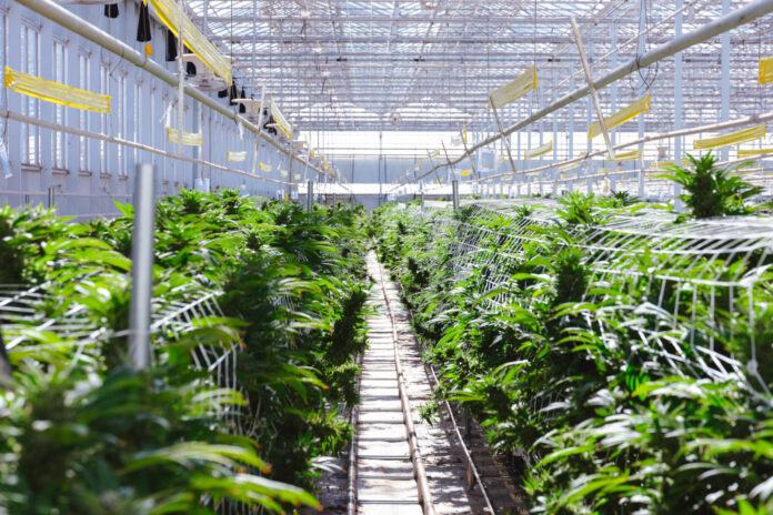 Rows of mature cannabis plants growing in a bright commercial greenhouse with trellising and overhead climate-control equipment.