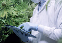Future-Proofing Cannabis Extraction With Natural Refrigerants A technician in protective gear uses a tablet to monitor cannabis plants inside a controlled cultivation environment.