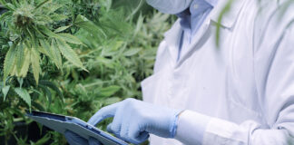 Future-Proofing Cannabis Extraction With Natural Refrigerants A technician in protective gear uses a tablet to monitor cannabis plants inside a controlled cultivation environment.