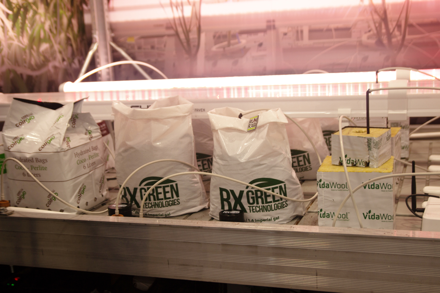 RX Green Technologies and VidaWool substrates and nutrient bags displayed in a cultivation setup at MJBizCon 2025.