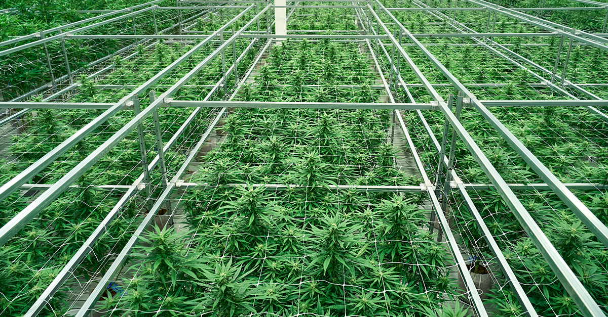 Cresco Labs Sunnyside Hero Image