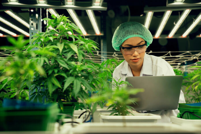 Cannabis cultivation technician in a lab coat using a laptop among plants in a high-tech indoor grow under LED lighting.