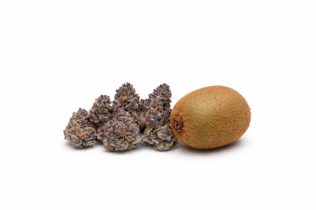 Several cannabis buds beside a kiwi on a white background for size comparison.