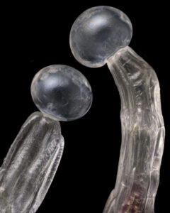 Macro close-up of cannabis trichomes with bulbous heads on transparent stalks against a dark background.
