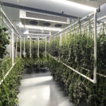 Why Post-Harvest Is the New Battleground for Cannabis Quality Cannabis branches hang in a controlled drying and curing room with ventilation equipment and clean, organized racks.