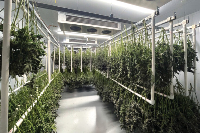 Cannabis branches hang in a controlled drying and curing room with ventilation equipment and clean, organized racks.