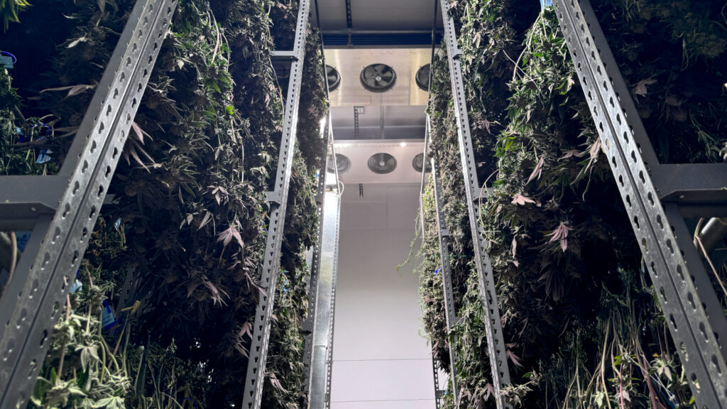 Tall industrial racks hold large amounts of hanging cannabis in a post-harvest drying area with fans and ventilation overhead.