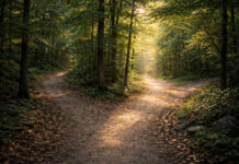 Customer Insight Is the Missing Piece of Your Marketing Strategy A forest trail splits into three paths, symbolizing strategic decision-making and choosing the right direction.