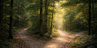 Customer Insight Is the Missing Piece of Your Marketing Strategy A forest trail splits into three paths, symbolizing strategic decision-making and choosing the right direction.