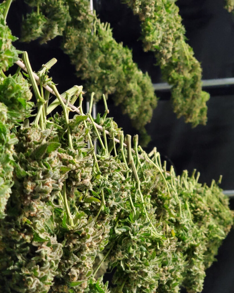 Cannabis flower hangs drying at Tanana Herb Co. in Alaska.