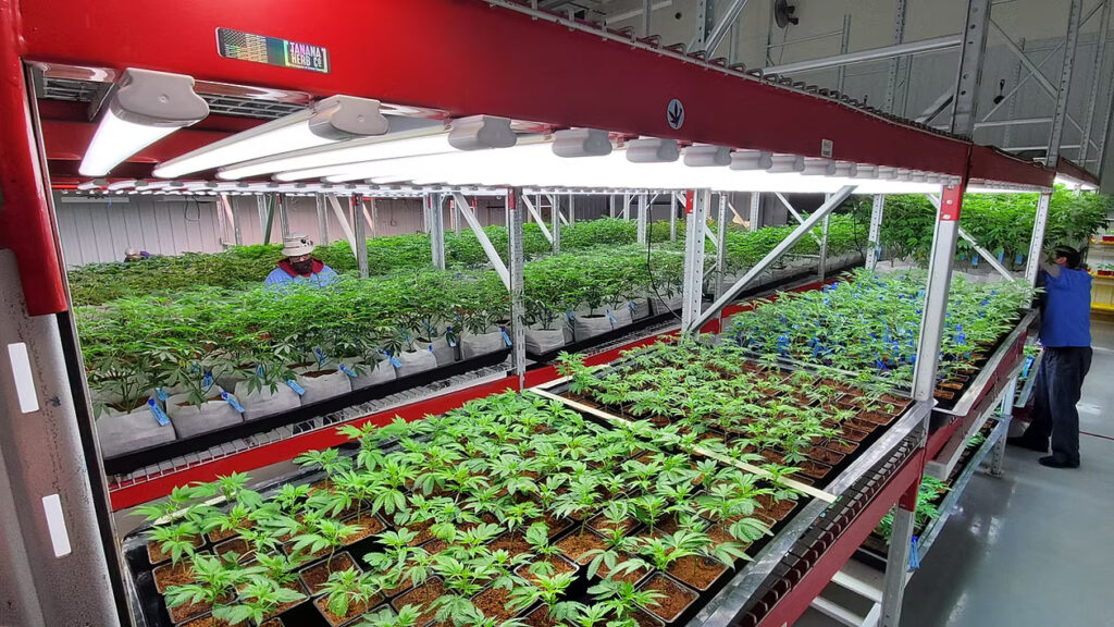 Young cannabis plants grow inside Tanana Herb Co.’s Alaska cultivation facility.