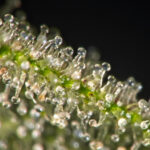 Why Cannabis Freshness is the New Standard for Premium Quality Ultra-macro shot of fresh cannabis trichomes highlighting terpene preservation and product potency for premium quality.