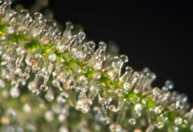 Why Cannabis Freshness is the New Standard for Premium Quality Ultra-macro shot of fresh cannabis trichomes highlighting terpene preservation and product potency for premium quality.