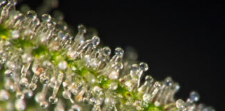 Why Cannabis Freshness is the New Standard for Premium Quality Ultra-macro shot of fresh cannabis trichomes highlighting terpene preservation and product potency for premium quality.