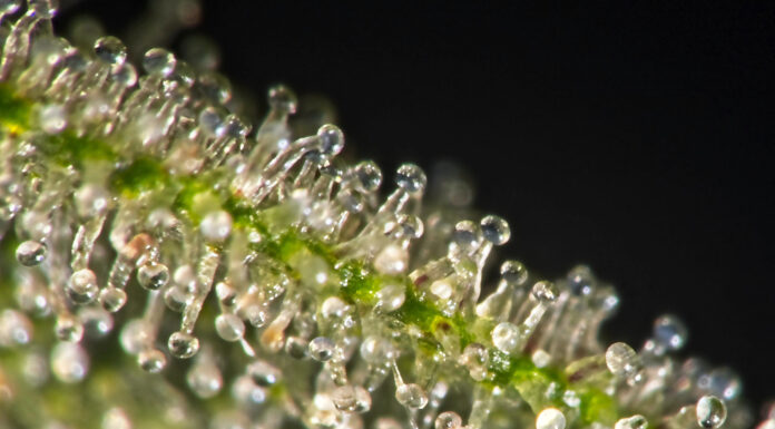 Why Cannabis Freshness is the New Standard for Premium Quality Ultra-macro shot of fresh cannabis trichomes highlighting terpene preservation and product potency for premium quality.
