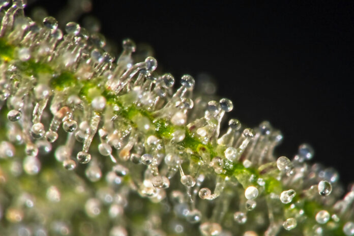 Ultra-macro shot of fresh cannabis trichomes highlighting terpene preservation and product potency for premium quality.