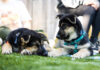 Ivy Hall Dispensary to Co-Host Third Annual ‘Smokin’ Weed for Pets in Need’ OTAT Smoking Weed for Pets in Need 2026