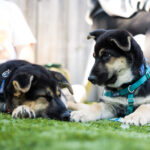 Ivy Hall Dispensary to Co-Host Third Annual ‘Smokin’ Weed for Pets in Need’ OTAT Smoking Weed for Pets in Need 2026