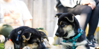 Ivy Hall Dispensary to Co-Host Third Annual ‘Smokin’ Weed for Pets in Need’ OTAT Smoking Weed for Pets in Need 2026