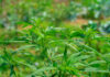 Opinion: To Save the Hemp Market, Treat Cannabinoids Like Alcohol Hemp plants growing in a Kentucky farm field.