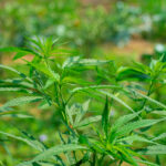 Opinion: To Save the Hemp Market, Treat Cannabinoids Like Alcohol Hemp plants growing in a Kentucky farm field.