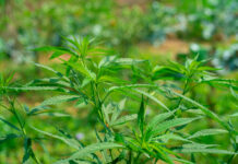Opinion: To Save the Hemp Market, Treat Cannabinoids Like Alcohol Hemp plants growing in a Kentucky farm field.
