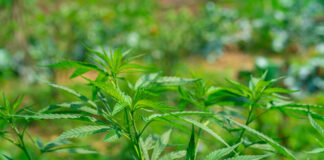Opinion: To Save the Hemp Market, Treat Cannabinoids Like Alcohol Hemp plants growing in a Kentucky farm field.