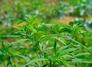 Opinion: To Save the Hemp Market, Treat Cannabinoids Like Alcohol Hemp plants growing in a Kentucky farm field.