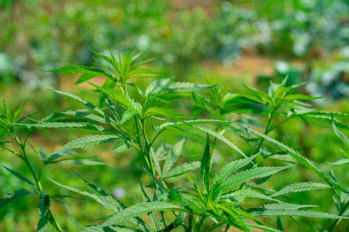 Kentucky hemp farm field Hemp plants growing in a Kentucky farm field.