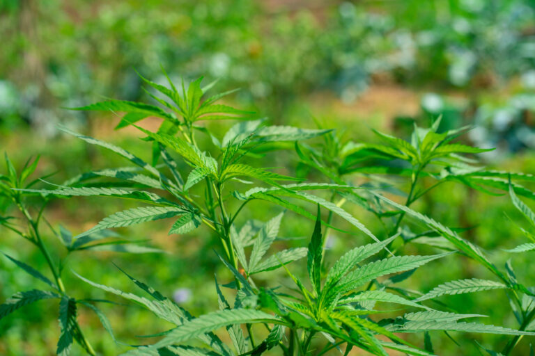 Hemp plants growing in a Kentucky farm field.