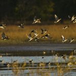 Cannabis Companies Should Protect the Places They Call Home A flock of mallards rises from a wetland at Swan Lake National Wildlife Refuge in Missouri.