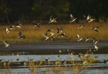 Cannabis Companies Should Protect the Places They Call Home A flock of mallards rises from a wetland at Swan Lake National Wildlife Refuge in Missouri.